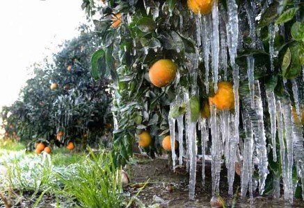 ساخت دستگاهی که با پرتاب هوای سرد مانع از یخ‌زدگی محصولات کشاورزی می‌شود