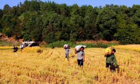 برداشت برنج در گیلان رو به اتمام است