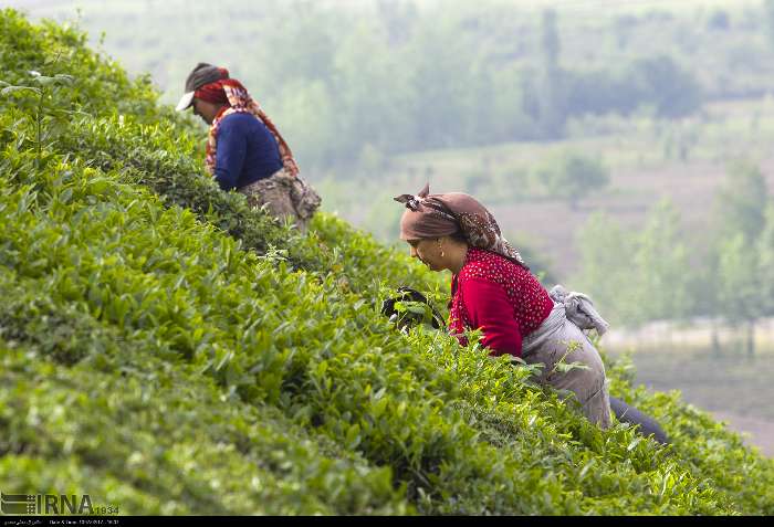 پرداخت بهای برگ سبز کشاورزان چای‌کار آغاز شد