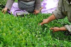 اعلام مهلت پرداخت تسهیلات بهزراعی باغ های چای