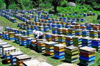 ۹۰ میلیارد ریال تسهیلات کم بهره به زنبورداران گیلانی پرداخت شده است.