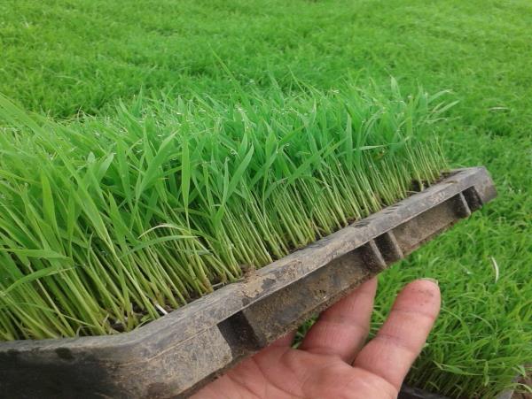 آغاز توزیع بذرگواهی شده برنج در گیلان