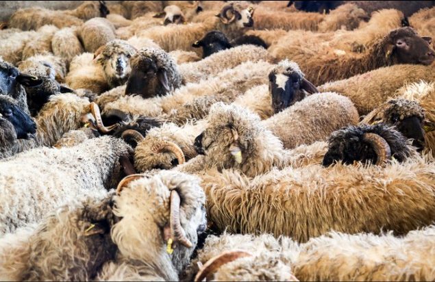 ۹۲۷ راس گوسفند در فرودگاه، گم شد یا نشد؟!