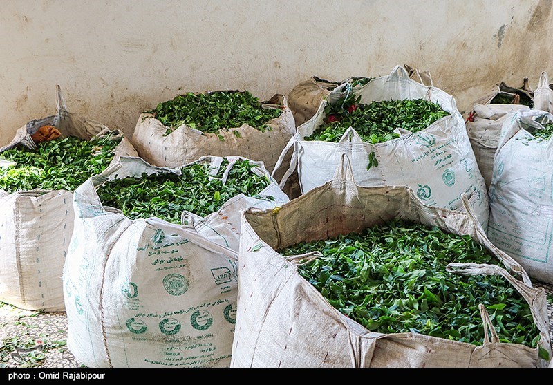 خوشحالی چایکار‌ان ایران از حذف ارز ۴۲۰۰ تومانی برای واردات چای خارجی