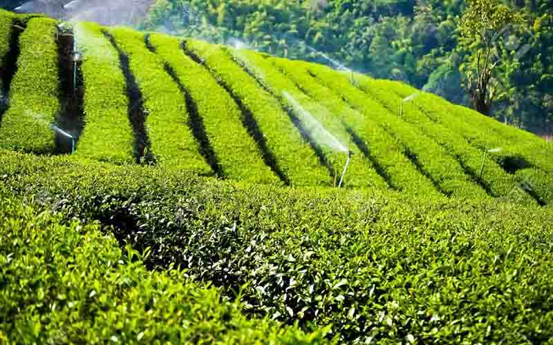حذف ارز یارانه‌ای واردات چای هنوز در شورای اقتصاد اجرایی نشده است!