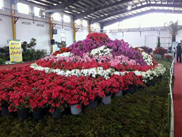 آغاز نمایشگاه بین المللی گل و گیاهان زینتی در چابکسر