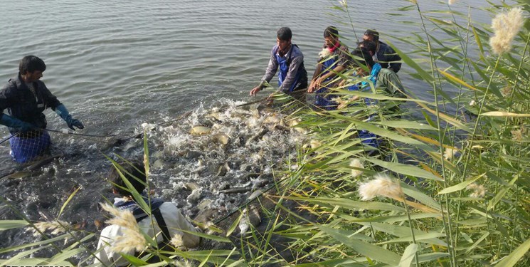 حمایت دولت از شرکت‌های تعاونی پرورش ماهی