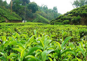 تصویب افزایش بهای برگ سبز چای