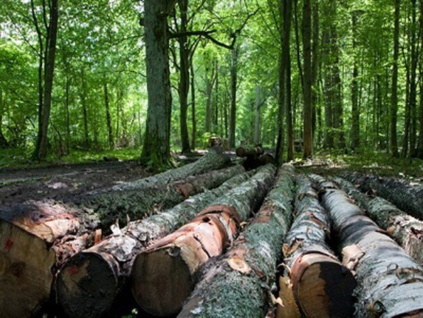 درختان در خطر انقراض شفت مورد طمع قاچاقچیان چوب