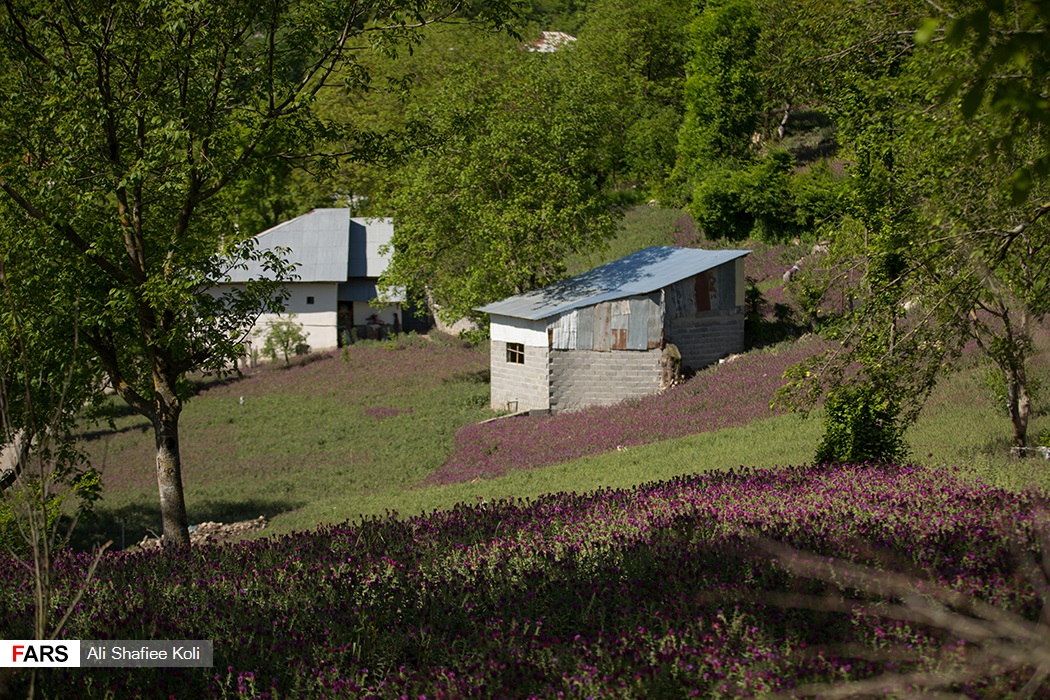 عکس| آغاز برداشت گل گاوزبان در مناطق کوهستانی گیلان