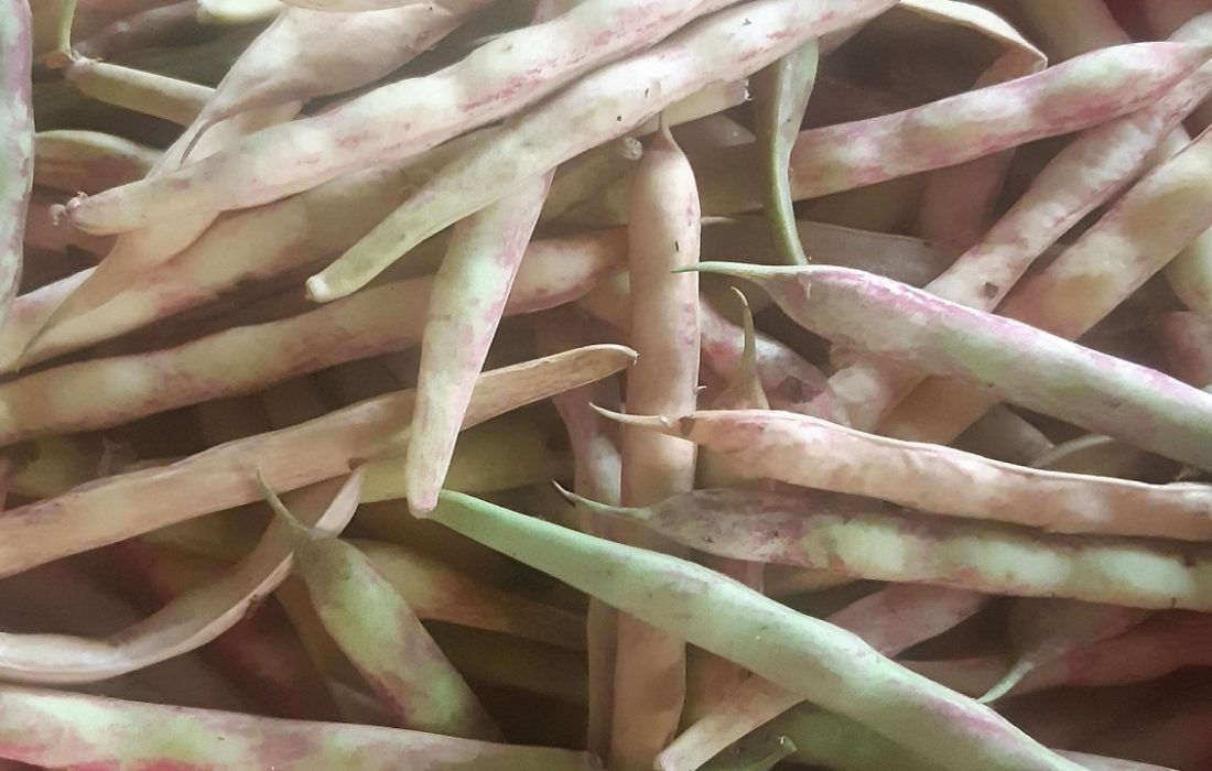 برداشت پاییزه لوبیا کشاورزی در گیلان/ مخصوص پخت غذای محلی باقلا قاتق