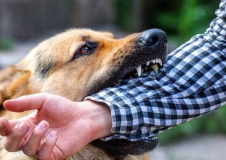دادستان لاهیجان سگ گردانی را ممنوع کرد +تصاویر