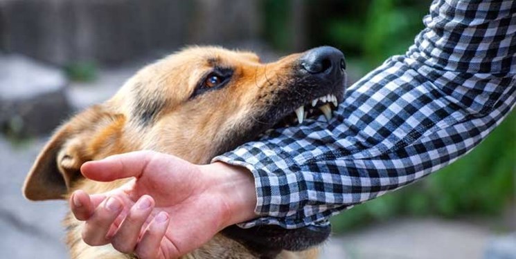 دادستان لاهیجان سگ گردانی را ممنوع کرد +تصاویر