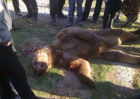تکذیب حمله خرس به توریست‌های آذربایجانی در آستارا | این تصاویر مربوط به ایران نیست