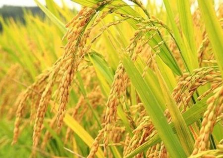 بوی خوش برنجِ تازه گیلان در ۱۴۲ هزار هکتار از شالیزارهای استان