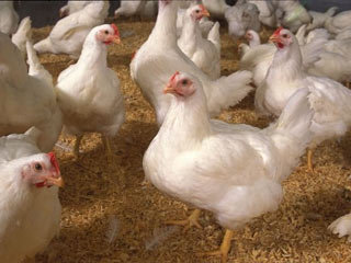 ممنوعیت صدور مجوز تأسیس مرغ داری‌های گوشتی