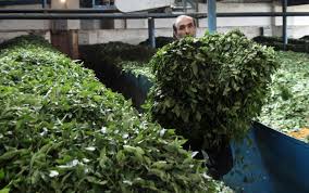 اصلاح ساختار کارخانجات چایسازی با اعطای تسهیلات؛ چای ایرانی به کشورهای اوراسیا صادر می‌شود