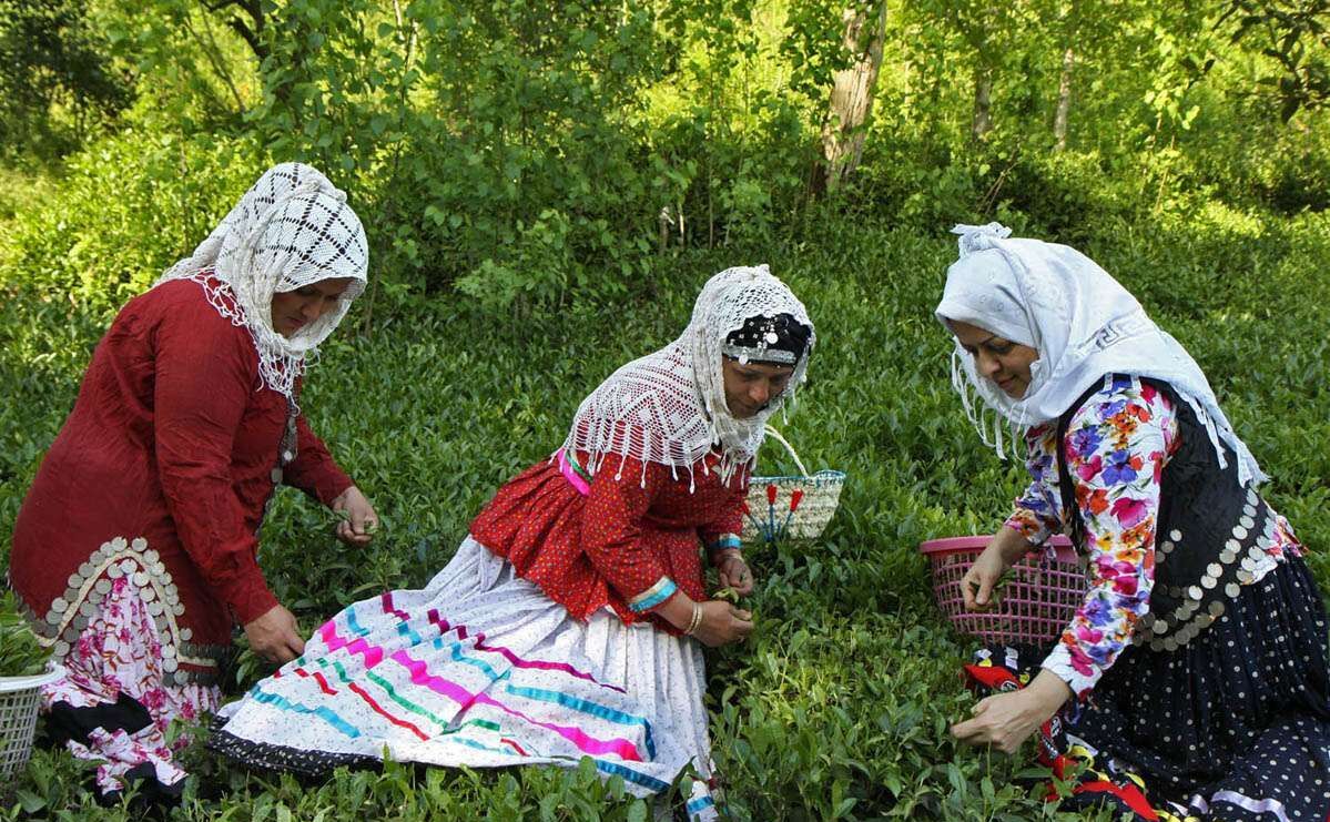 اختصاص اعتبار برای نوسازی باغ‌های زمردین چای در گیلان
