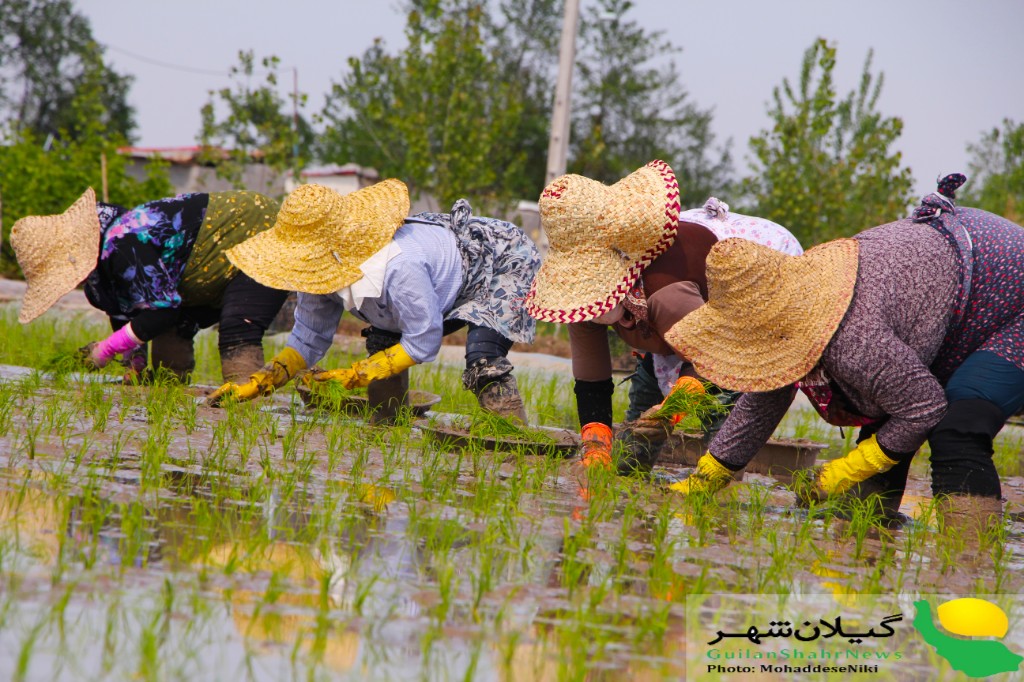 گزارش تصویری نشاء برنج در گیلان
