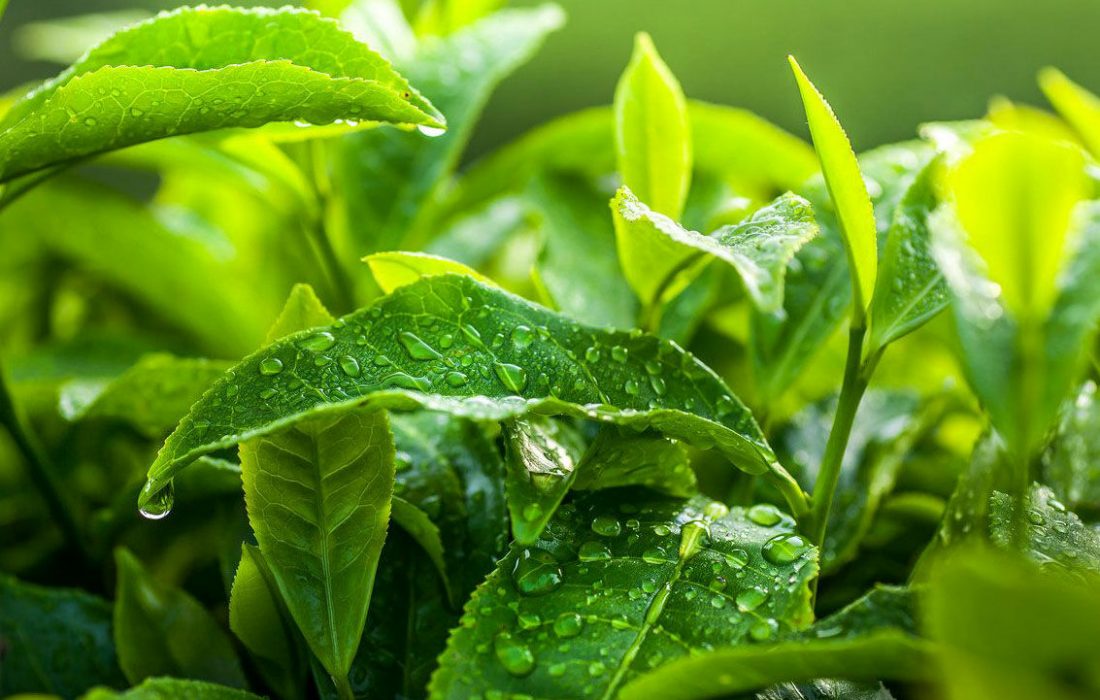 صنعت چای افزون بر ۱۰ میلیون دلار ارز آوری برای کشور دارد