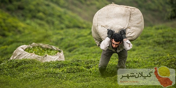 گلایه چای‌کاران گیلانی از سود کم‌ِ فروش چای در کشور/ ۶۰ هزار تن چای به کشور واردشده است