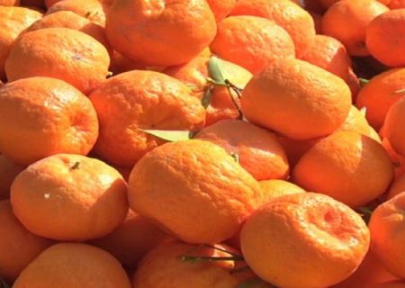 نارنگی گیلان، خوشمزه و خوشرنگ + تصاویر