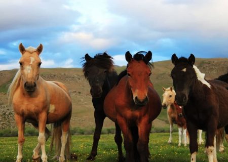 برای اسب سواری به کیاشهر سفر کنید + فیلم