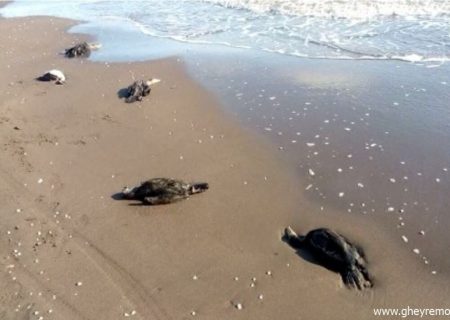 مرگ دسته جمعی باکلان‌ها در سواحل چاف لنگرود