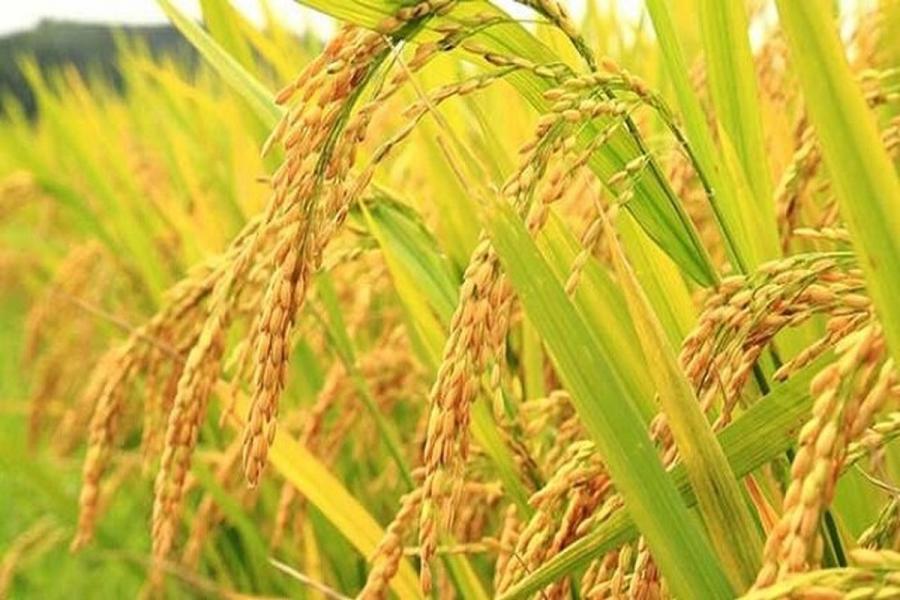 بوی خوش برنجِ تازه گیلان در ۱۴۲ هزار هکتار از شالیزارهای استان