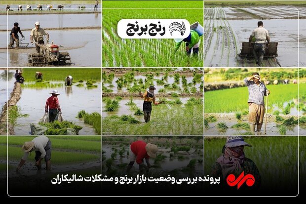 «برنج»زیر رنجِ سنگین واردات/همت دولت برای ترمیم اقتصاد کشاورزان