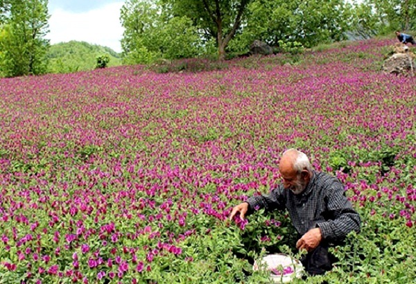 پیش بینی برداشت بیش از ۶ هزار تن گیاه دارویی گل گاوزبان در گیلان