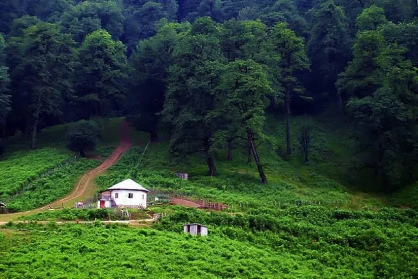 ثروت سبز ایران در دست چند استان / شکاف ۴۶۲ برابری جنگل در ایران؛ فارس غرق در سبزی، همدان در قعر جدول + آمار پوشش جنگلی
