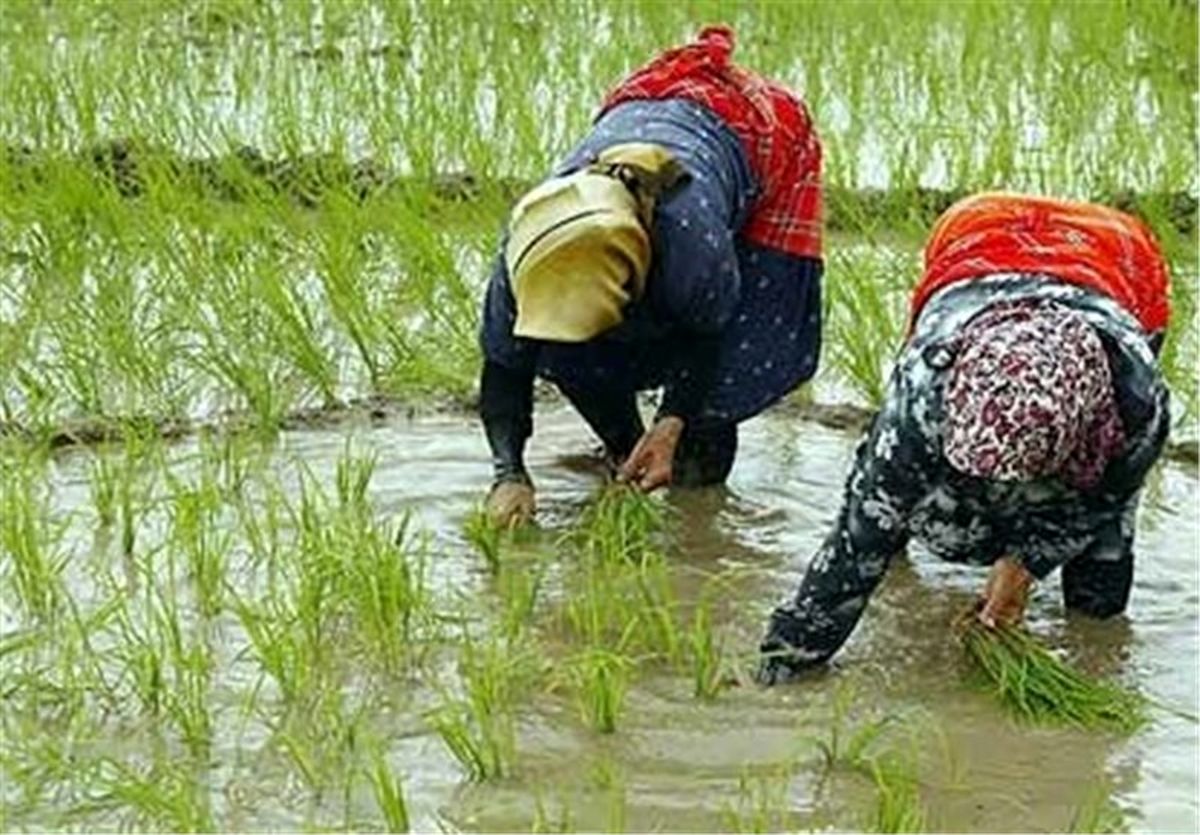 تمدید نام نویسی بیمه شالیزار‌های گیلان