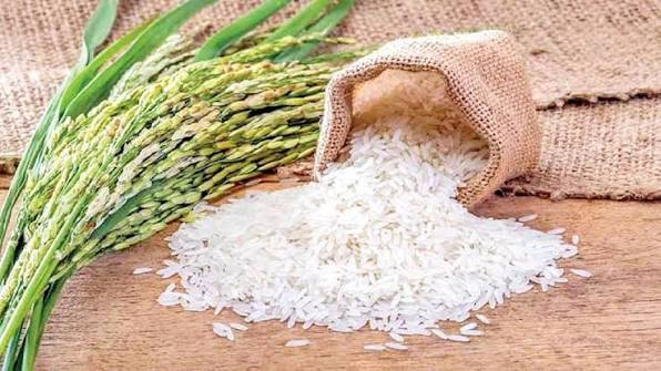 استاندار گیلان: قیمت برنج به نفع کشاورزان واقعی شد