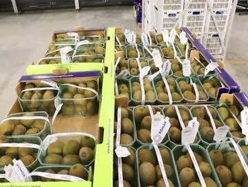 آغاز صادرات کیوی از مرز زمینی آستارا به روسیه و کشورهای حوزه قفقاز