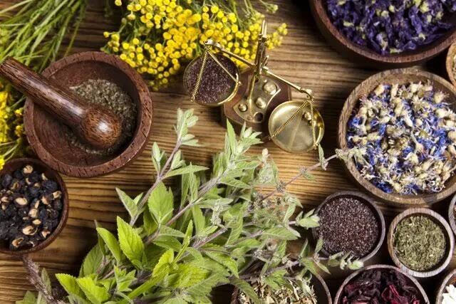 گیاهان دارویی؛ فرصتی برای رونق اقتصاد روستا‌های گیلان