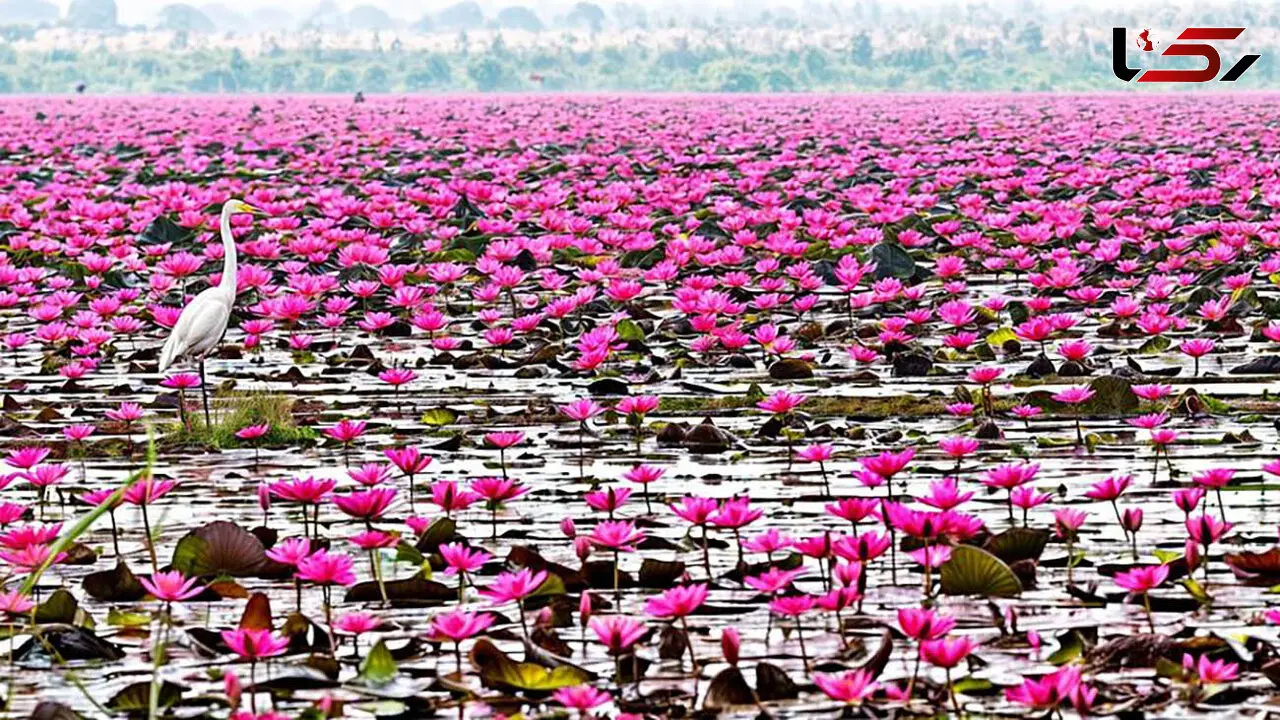 بندر انزلی کجا برویم؟ راهنمای دیدنی‌ های شهر ساحلی گیلان