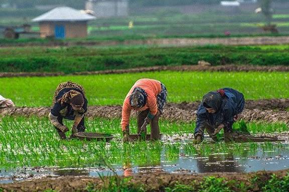 برداشت راتون از ۲۰ هزار هکتار از شالیزارهای گیلان