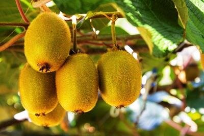 برداشت کیوی از باغات شهرستان تالش+(تصاویر دیدنی)